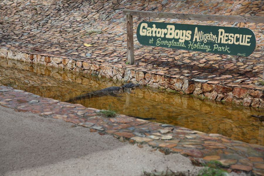 Everglades.Krokodil01