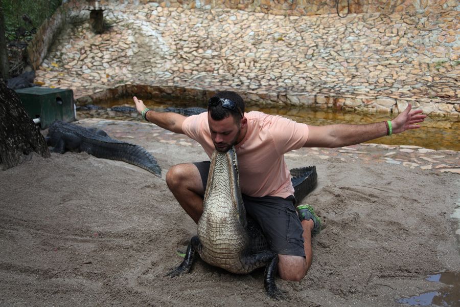Everglades.Krokodil21