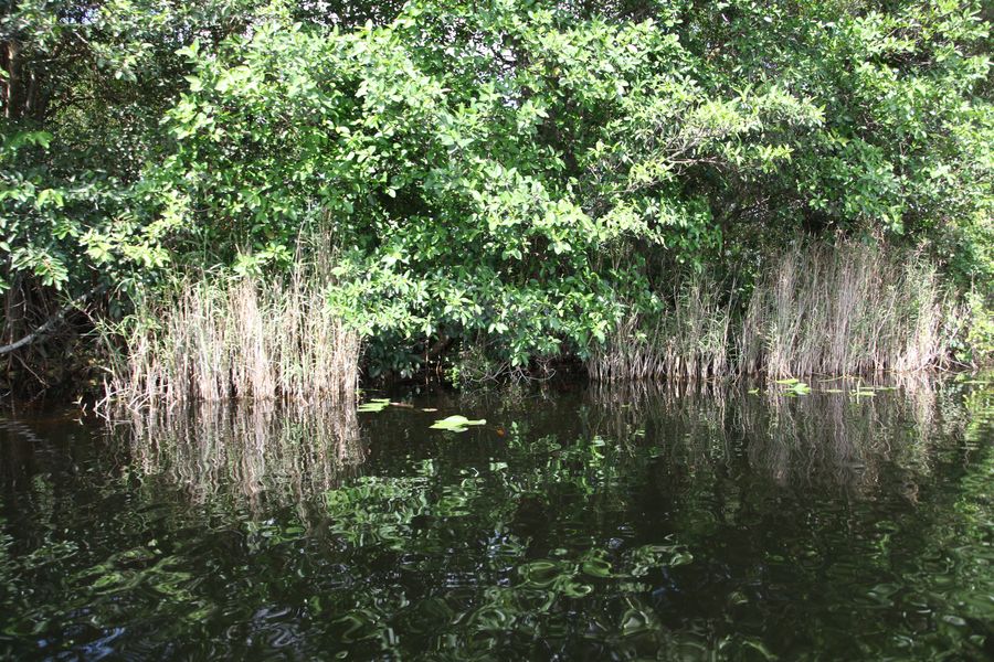 Everglades17