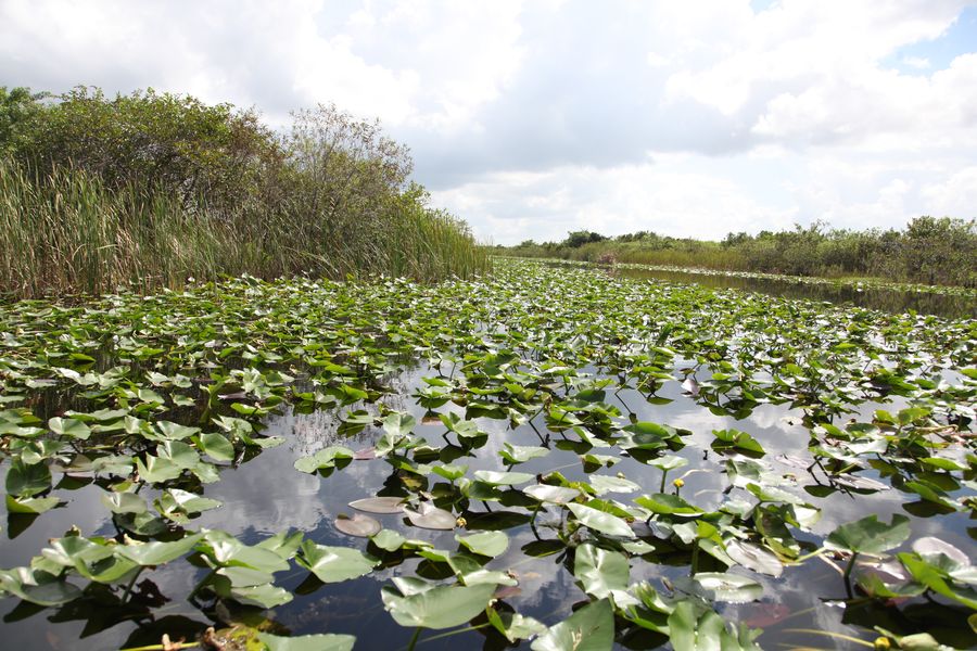 Everglades33