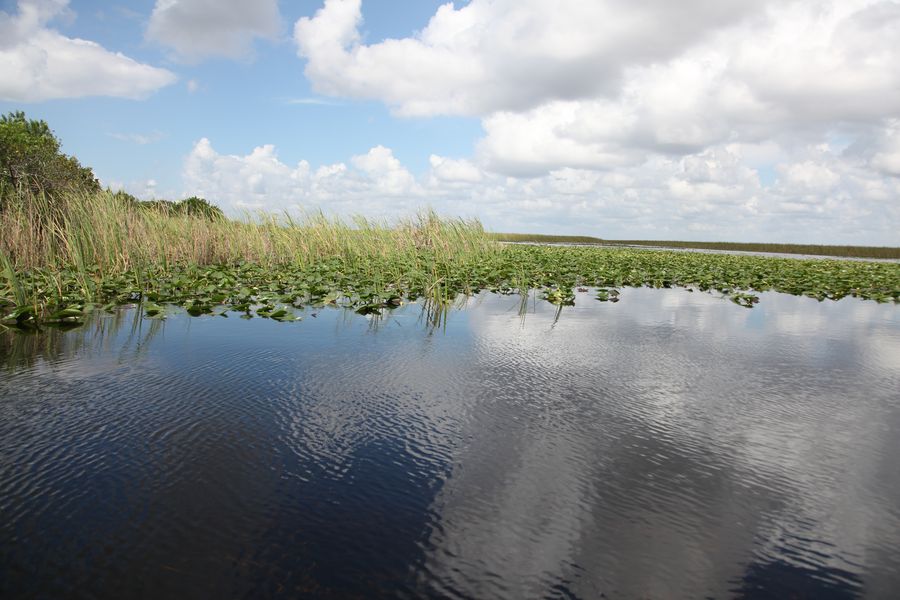 Everglades42