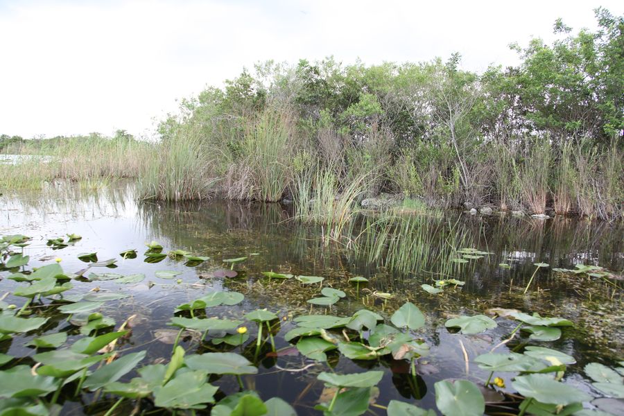 Everglades44