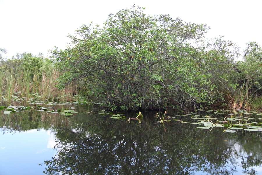 Everglades48